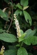 Image of tropical pokeweed