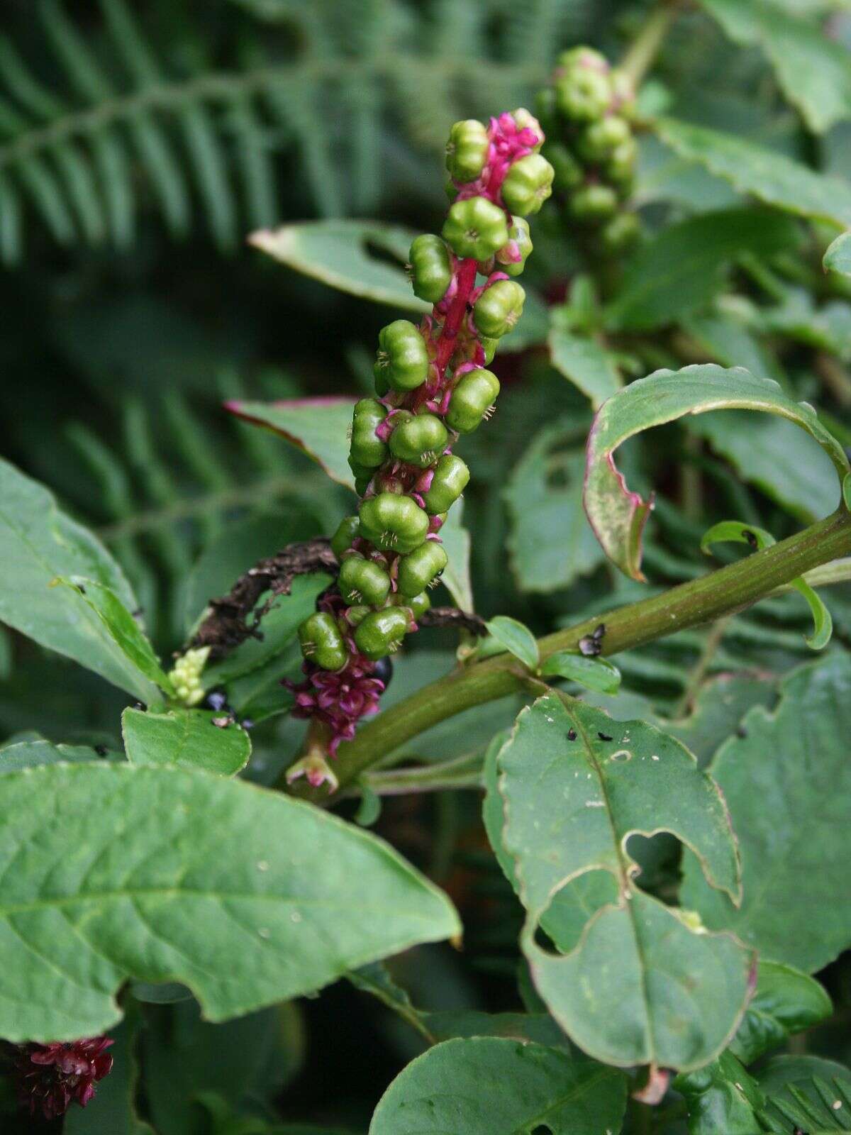 Image of tropical pokeweed