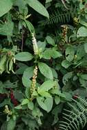 Image of tropical pokeweed