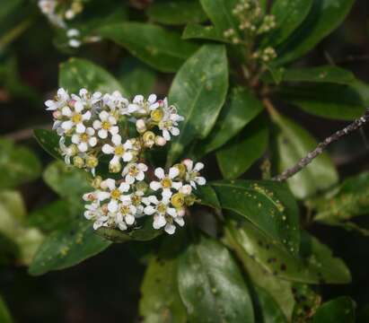 Image of Escallonia paniculata (Ruiz & Pav.) Roem. & Schult.