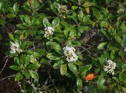 Image of Escallonia paniculata (Ruiz & Pav.) Roem. & Schult.