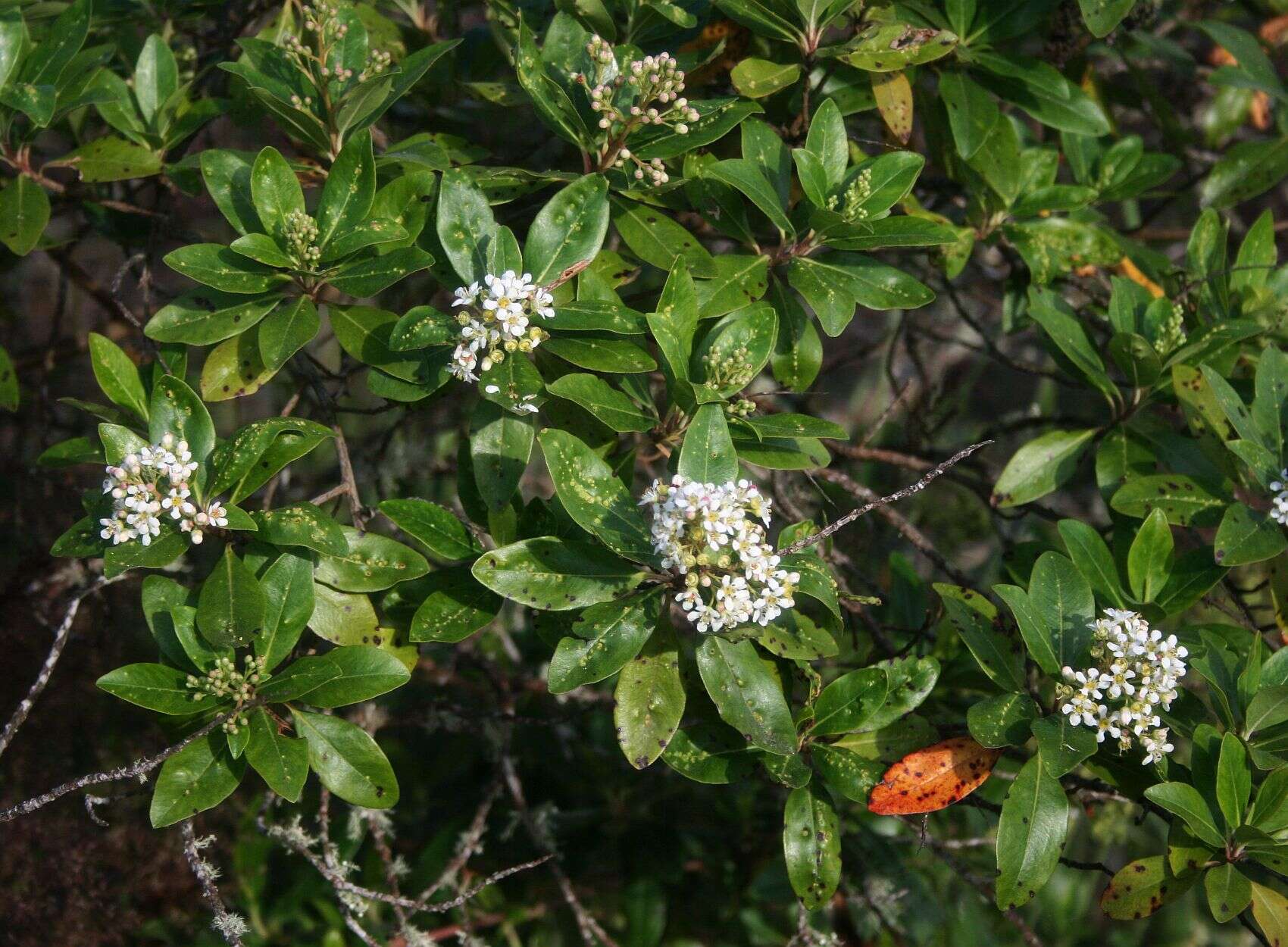 Image of Escallonia paniculata (Ruiz & Pav.) Roem. & Schult.