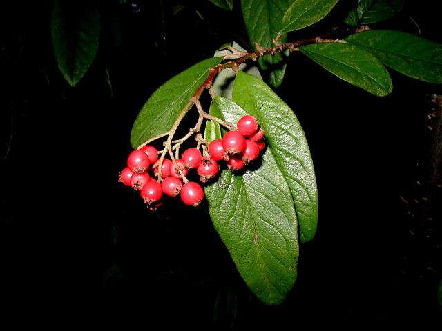 Image of Cotoneaster × watereri