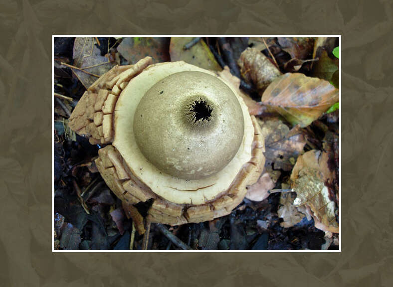 Image of Collared Earthstar