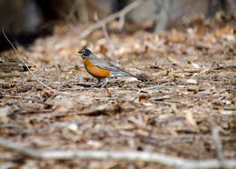 Image of American Robin