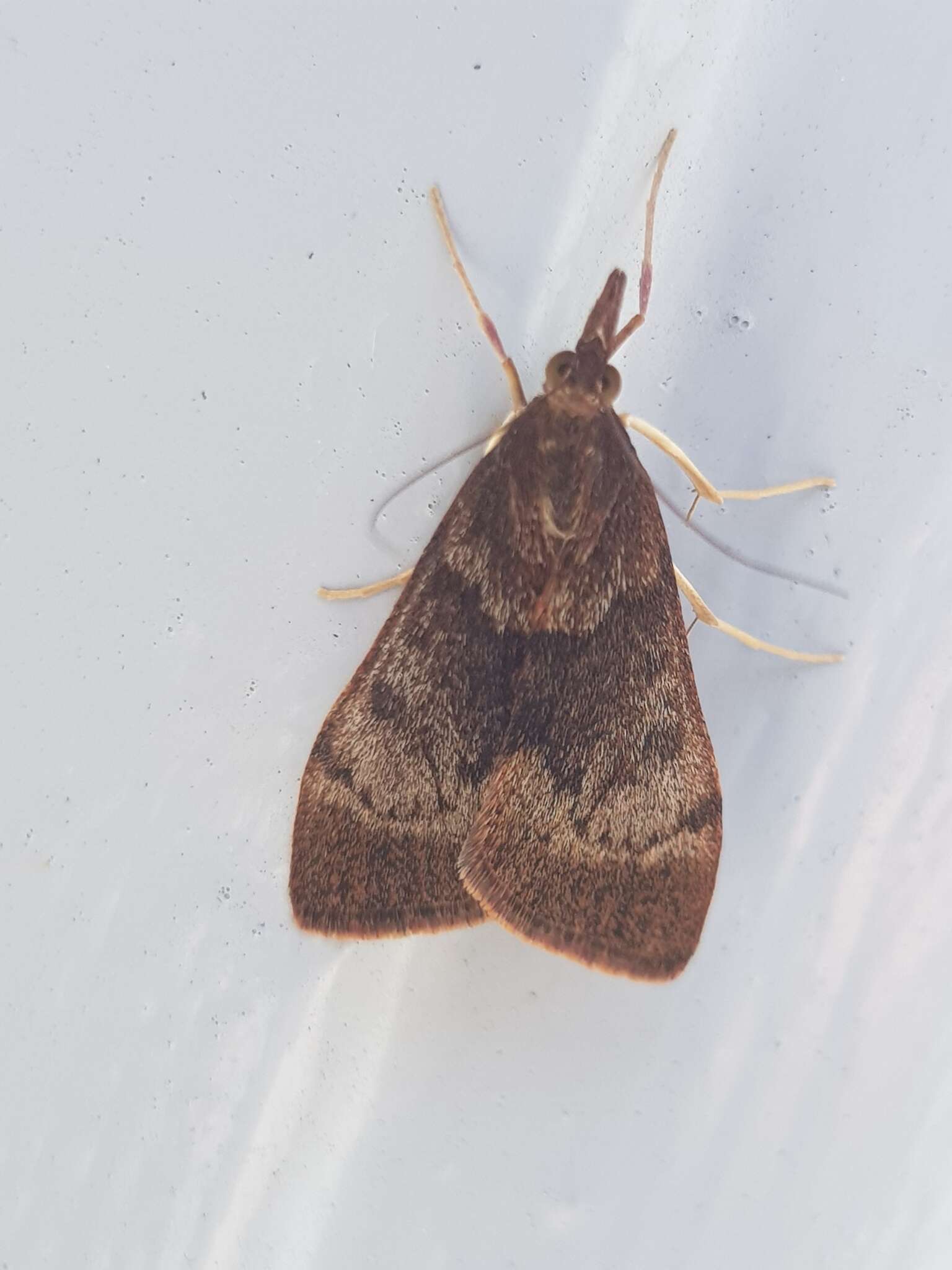 Image of Moth