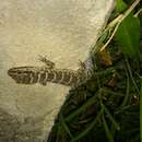 Image of South American  Marked Gecko