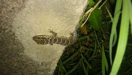 Image of South American  Marked Gecko