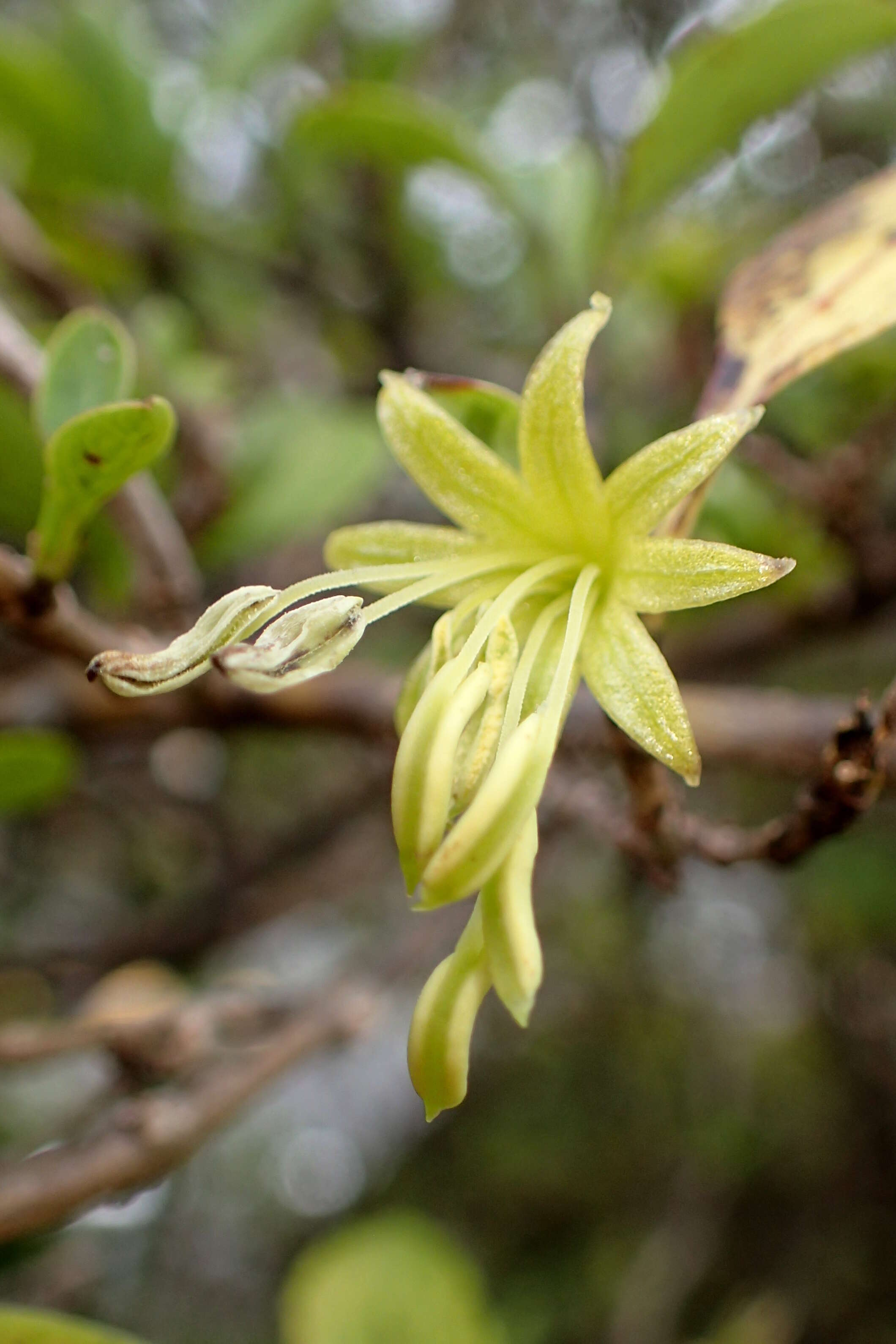 Image of Coprosma foetidissima J. R. Forst. & G. Forst.