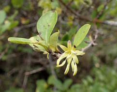 Image of Coprosma foetidissima J. R. Forst. & G. Forst.