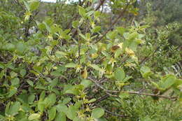 Image of Coprosma foetidissima J. R. Forst. & G. Forst.