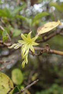 Image of Coprosma foetidissima J. R. Forst. & G. Forst.