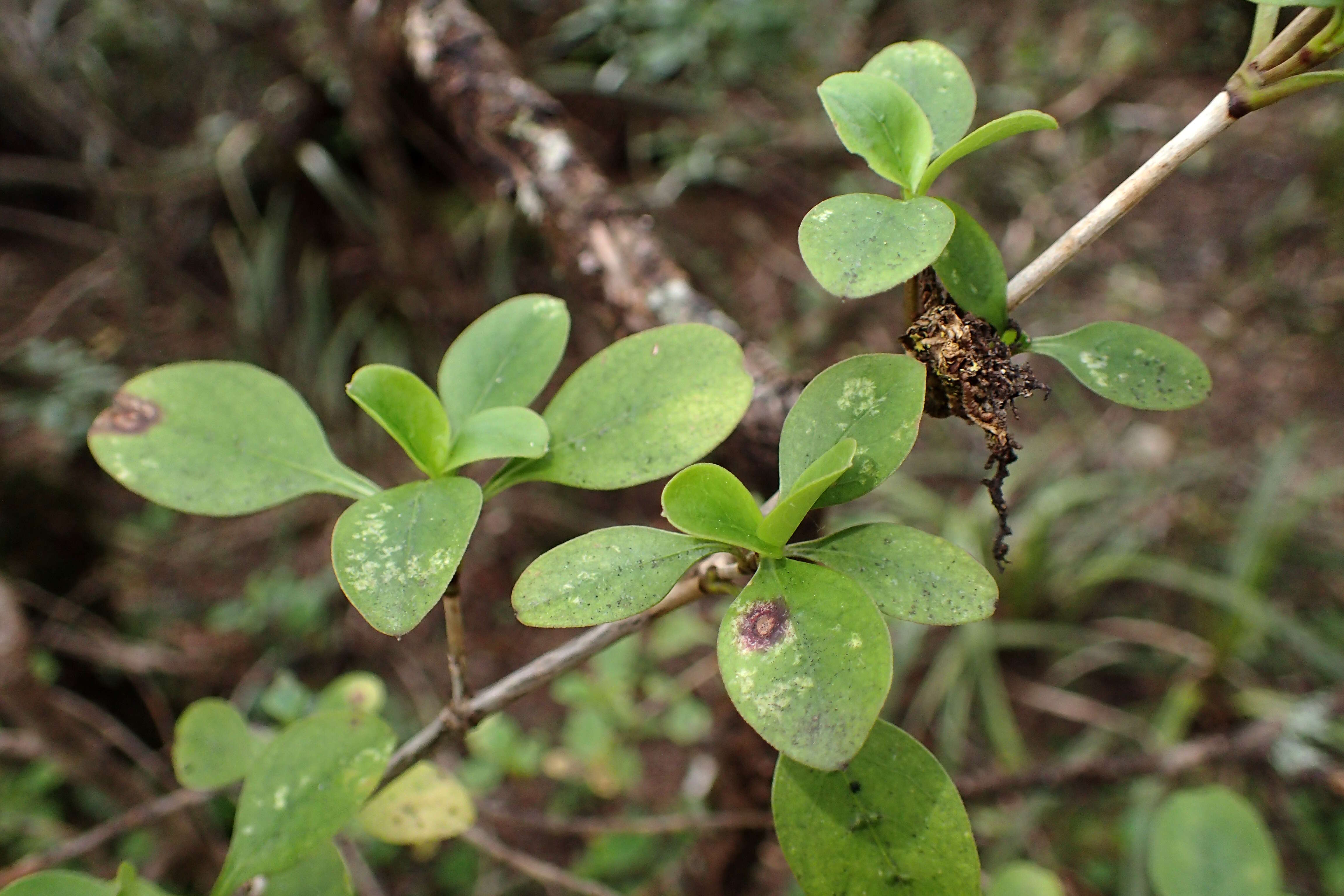 Image of Coprosma foetidissima J. R. Forst. & G. Forst.