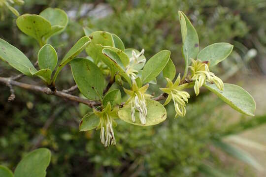 Image of Coprosma foetidissima J. R. Forst. & G. Forst.