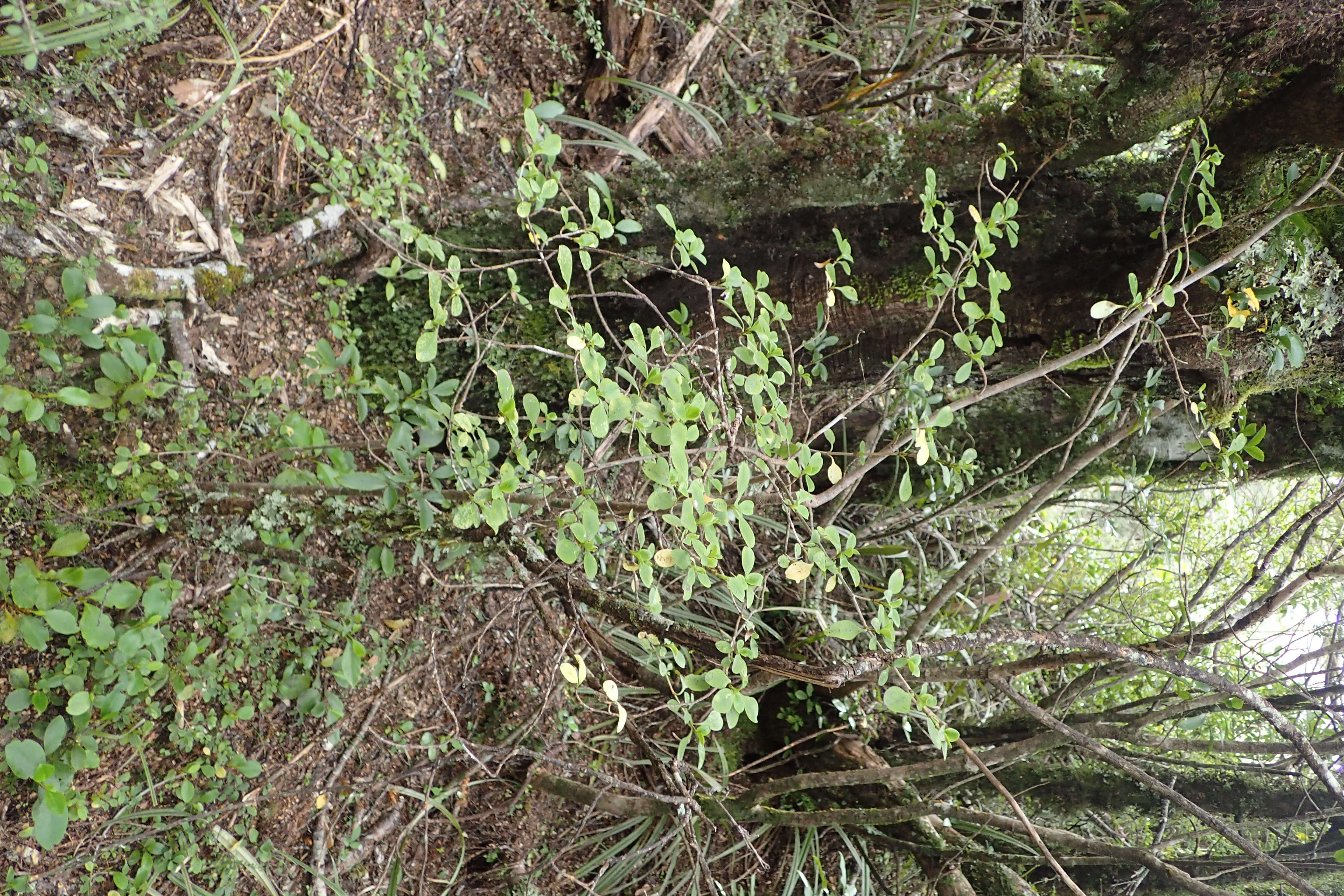 Image of Coprosma foetidissima J. R. Forst. & G. Forst.