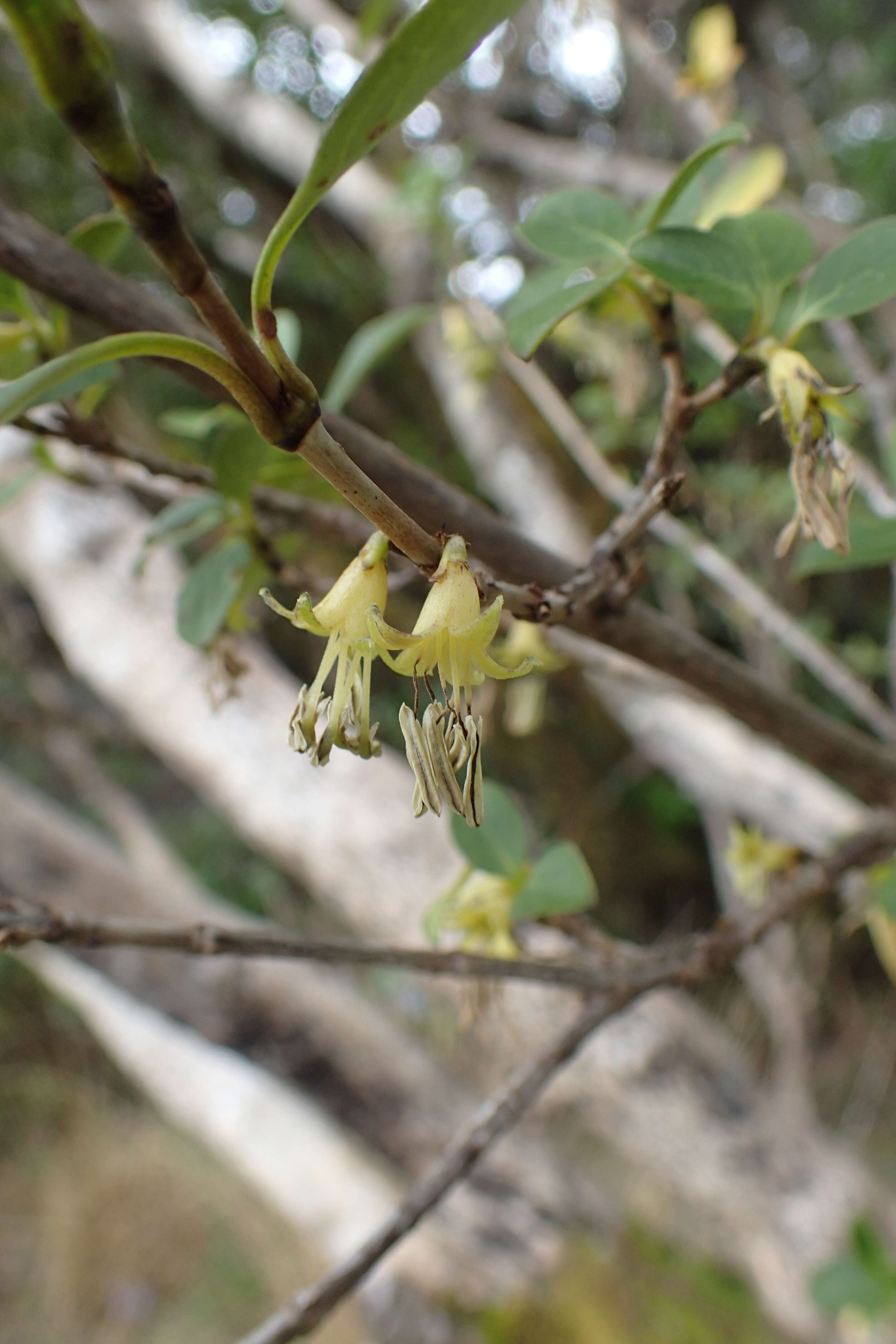 Image of Coprosma foetidissima J. R. Forst. & G. Forst.