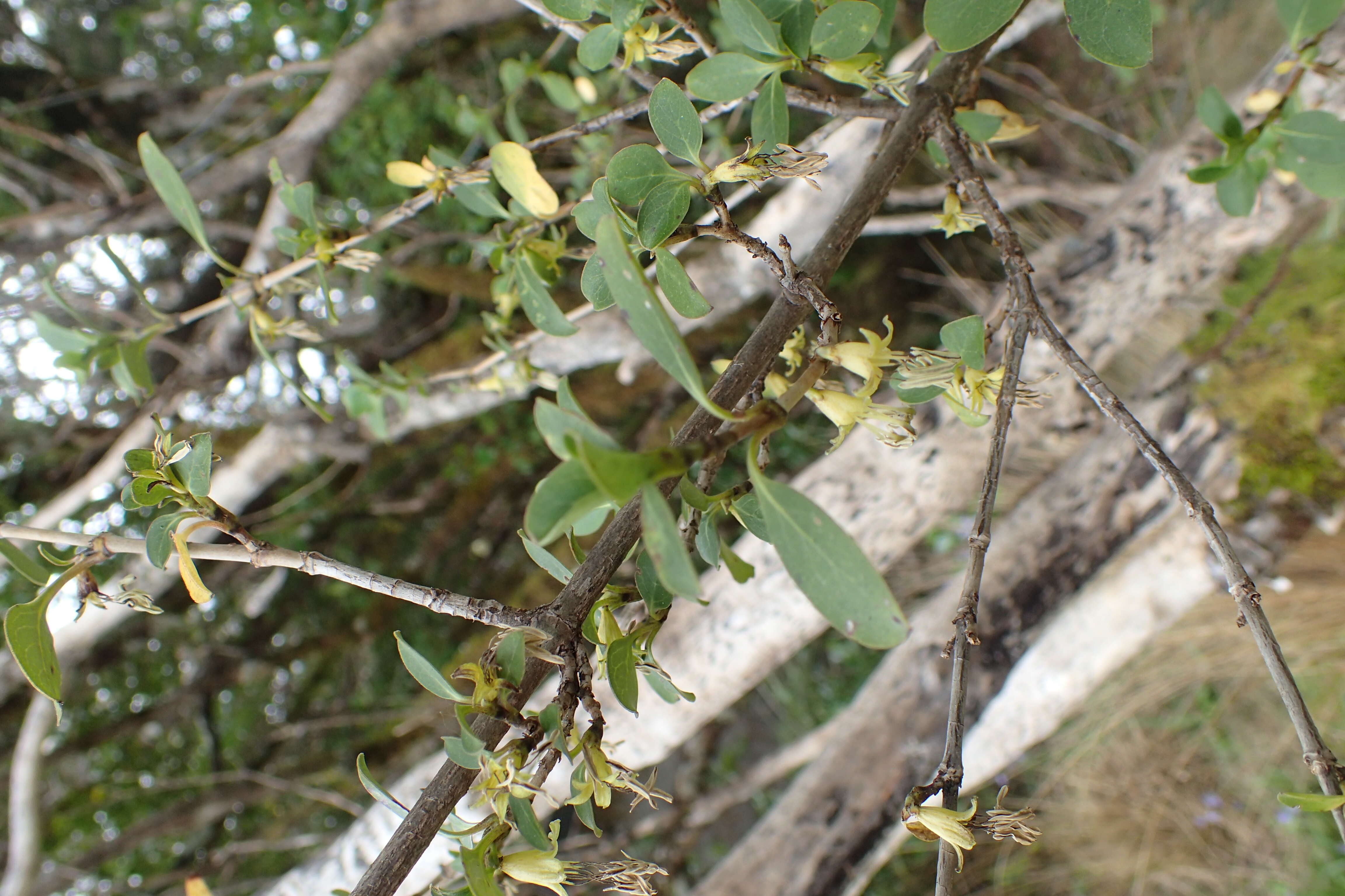 Image of Coprosma foetidissima J. R. Forst. & G. Forst.