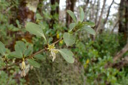 Image of Coprosma foetidissima J. R. Forst. & G. Forst.