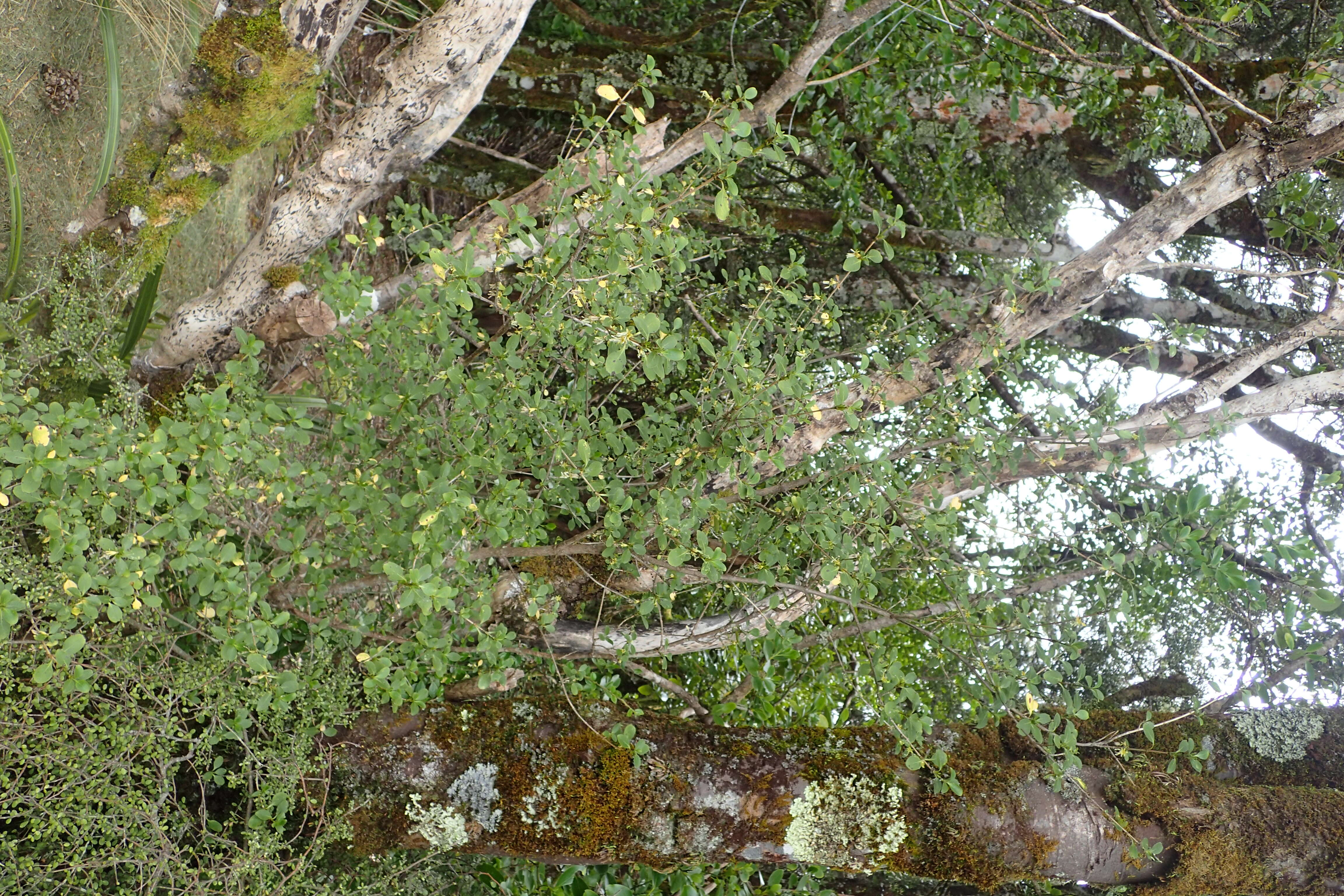 Image of Coprosma foetidissima J. R. Forst. & G. Forst.