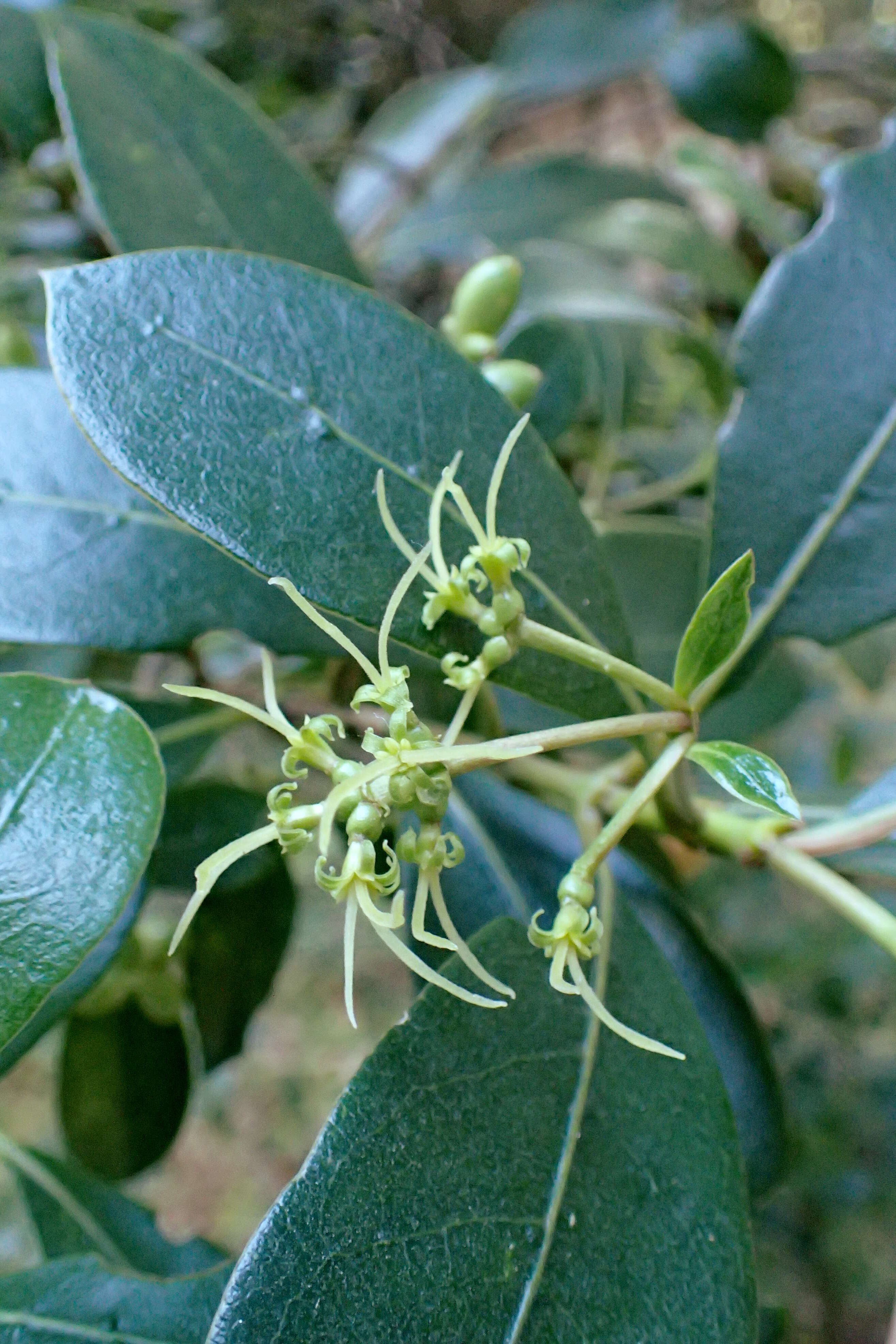 Image of Coprosma lucida J. R. Forst. & G. Forst.