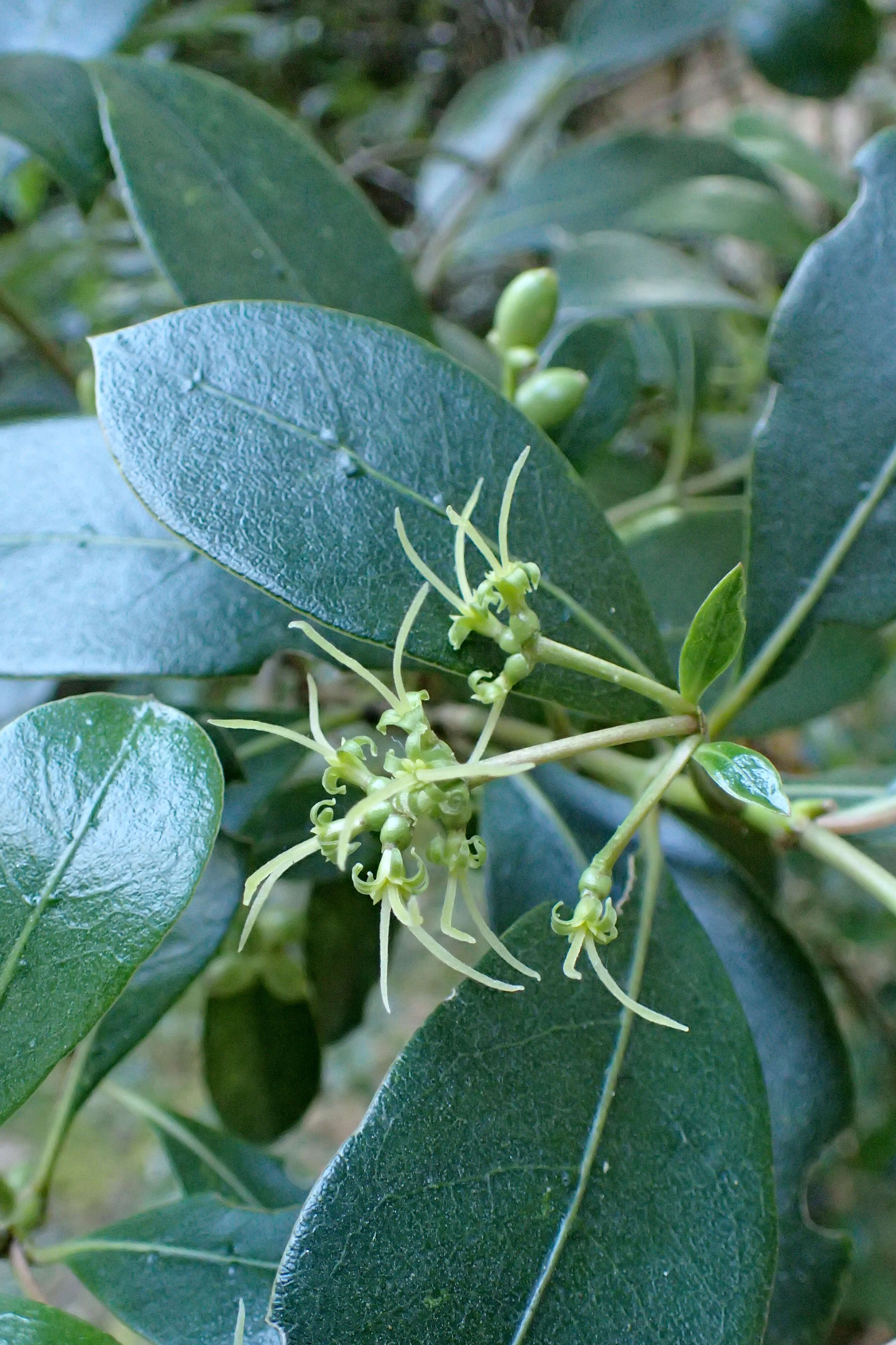 Image of Coprosma lucida J. R. Forst. & G. Forst.