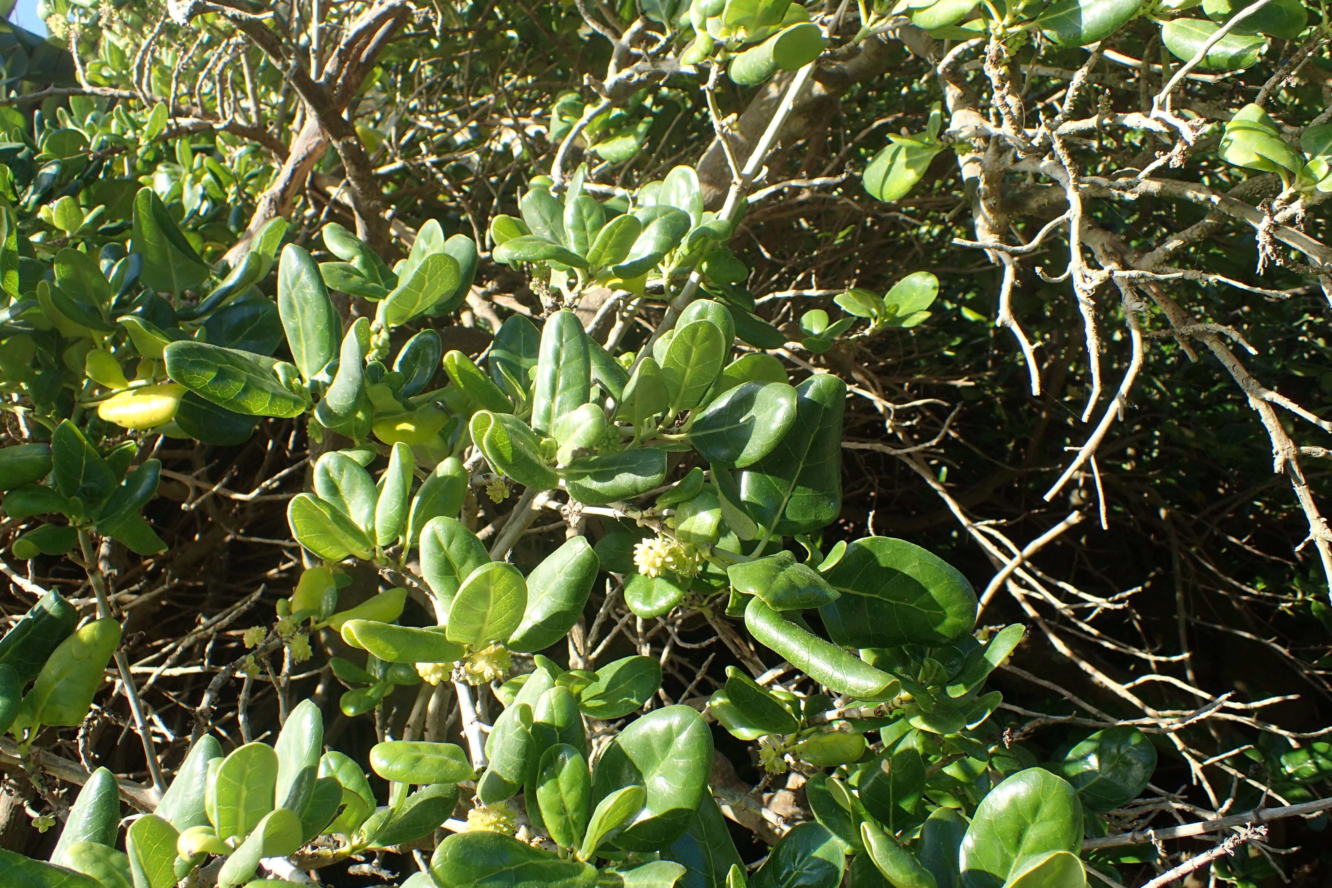 Image of Coprosma lucida J. R. Forst. & G. Forst.