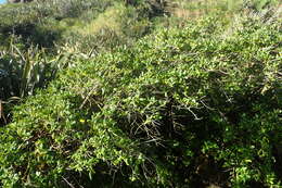 Image of Coprosma lucida J. R. Forst. & G. Forst.