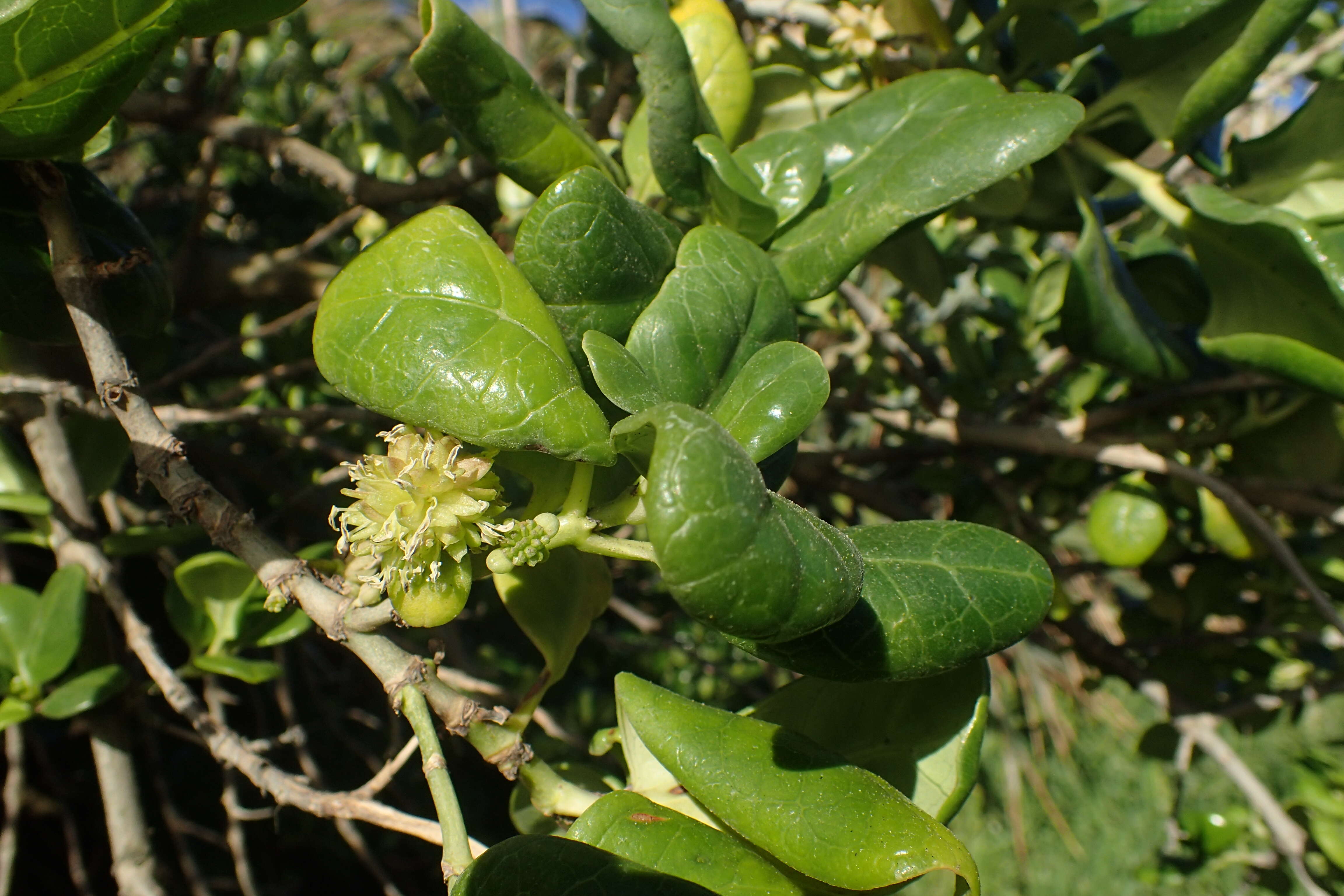 Image of Coprosma lucida J. R. Forst. & G. Forst.