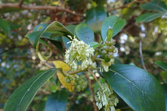 Image of Coprosma lucida J. R. Forst. & G. Forst.