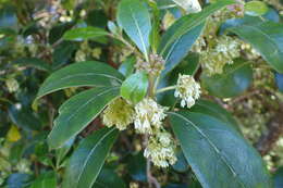 Image of Coprosma lucida J. R. Forst. & G. Forst.