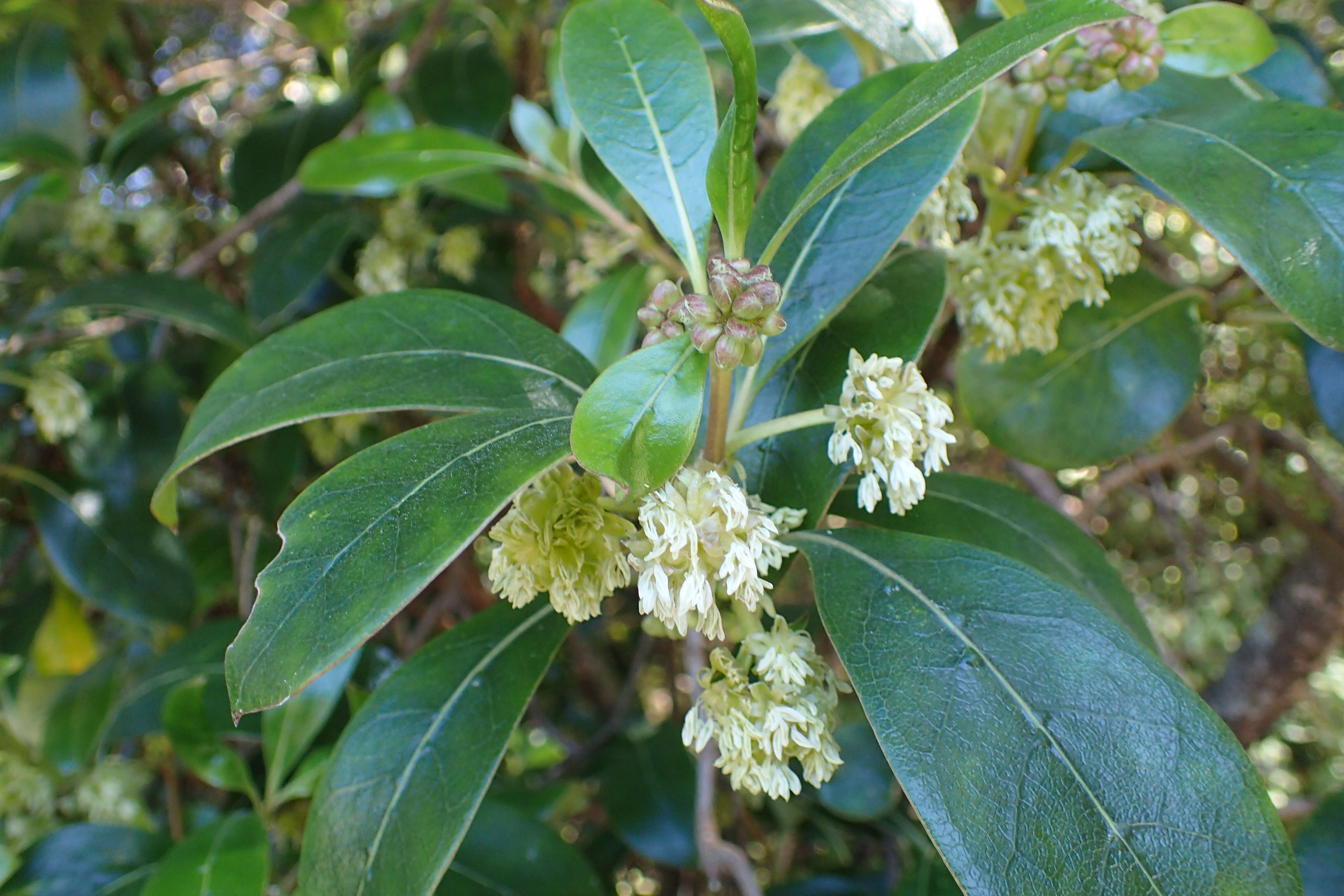 Image of Coprosma lucida J. R. Forst. & G. Forst.