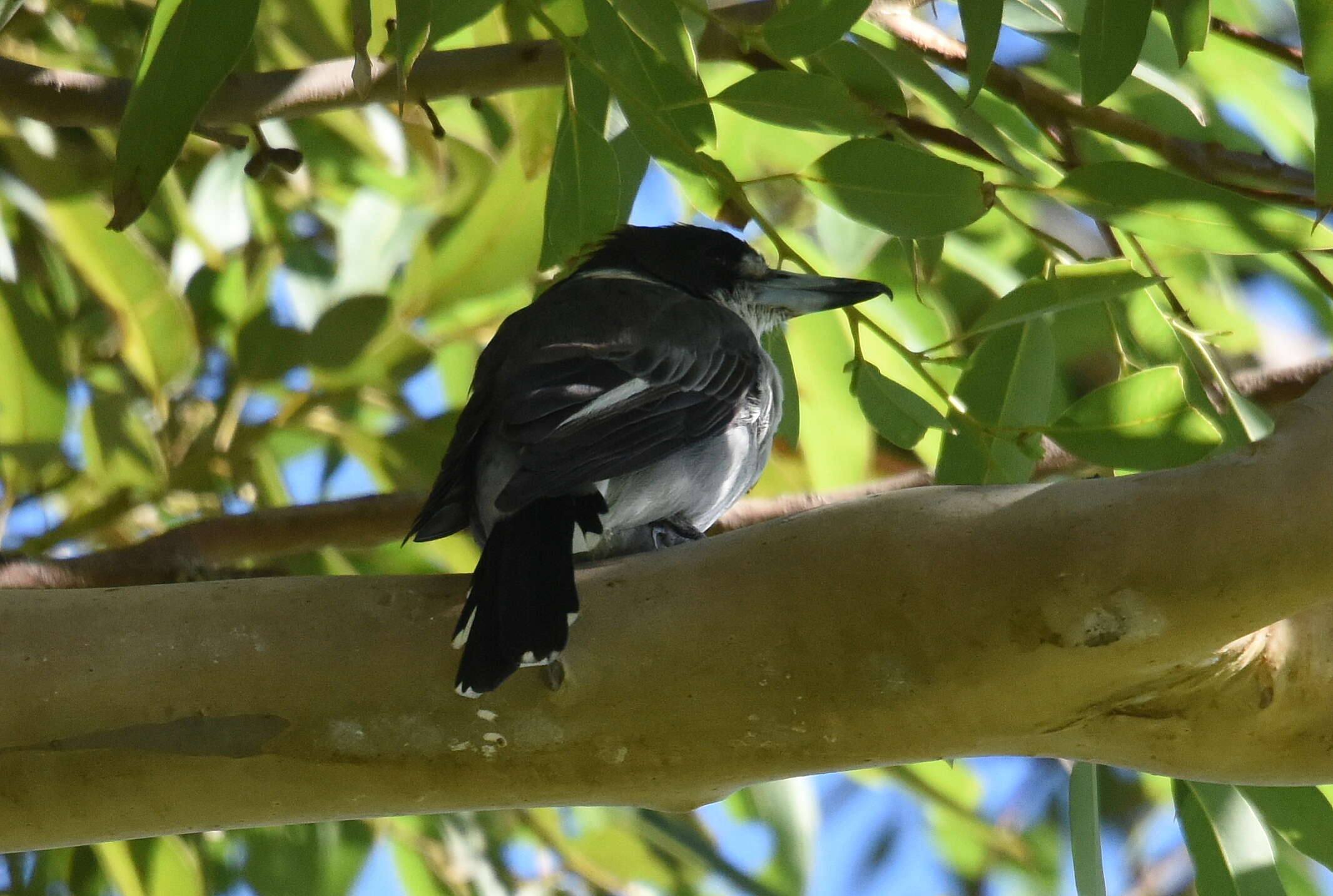 Imagem de Cracticus nigrogularis (Gould 1837)