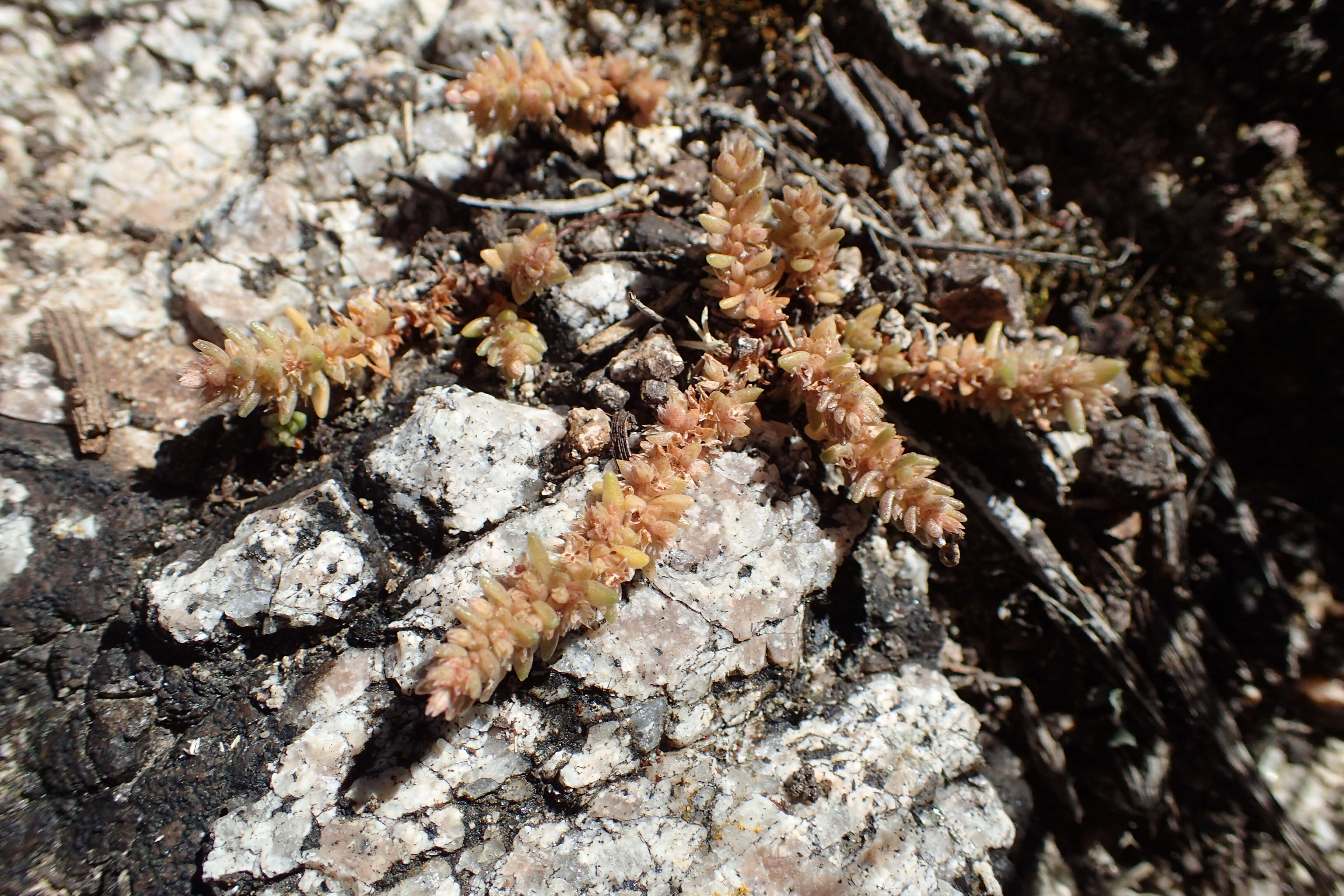 Image of Pygmyweed