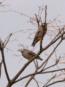 Image of White-cheeked Starling