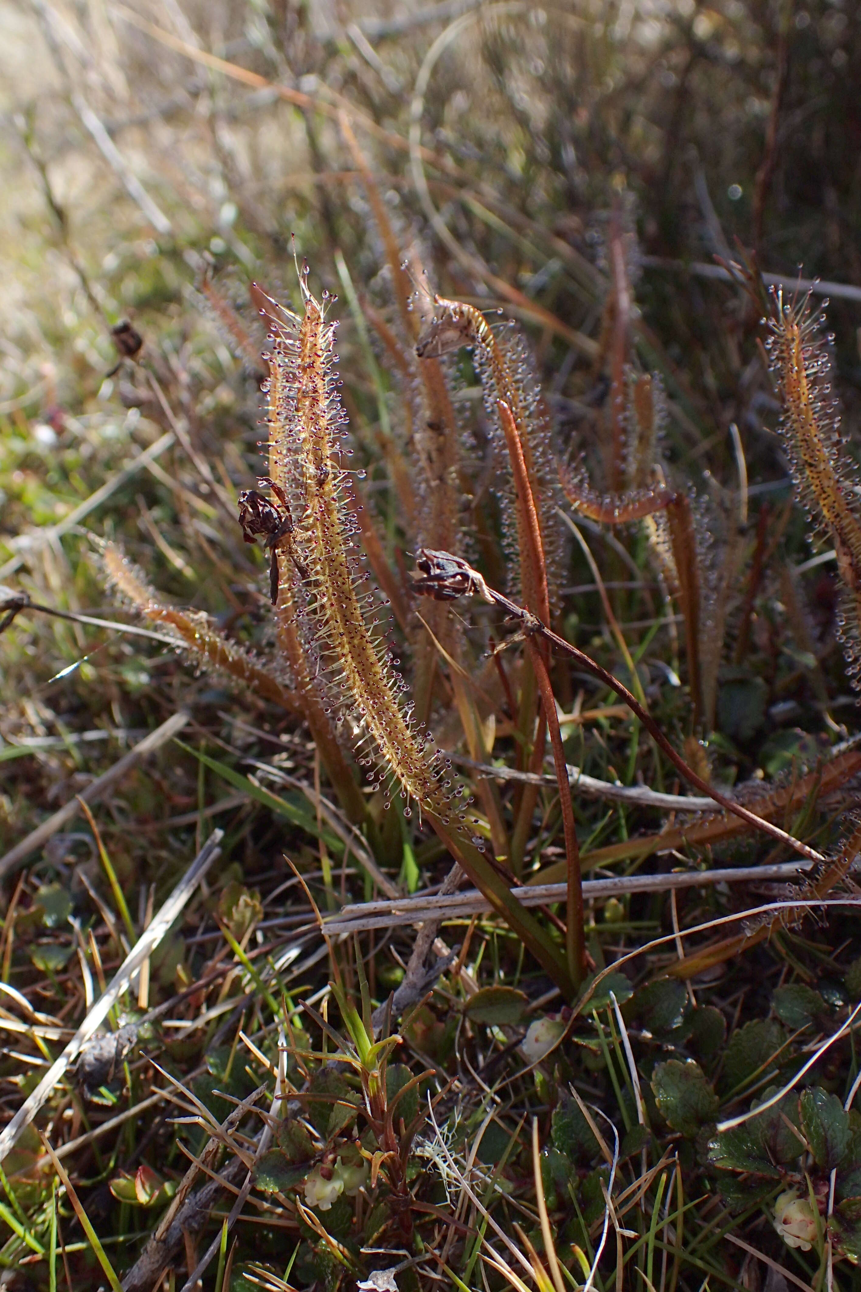 Image of Drosera arcturi Hook.