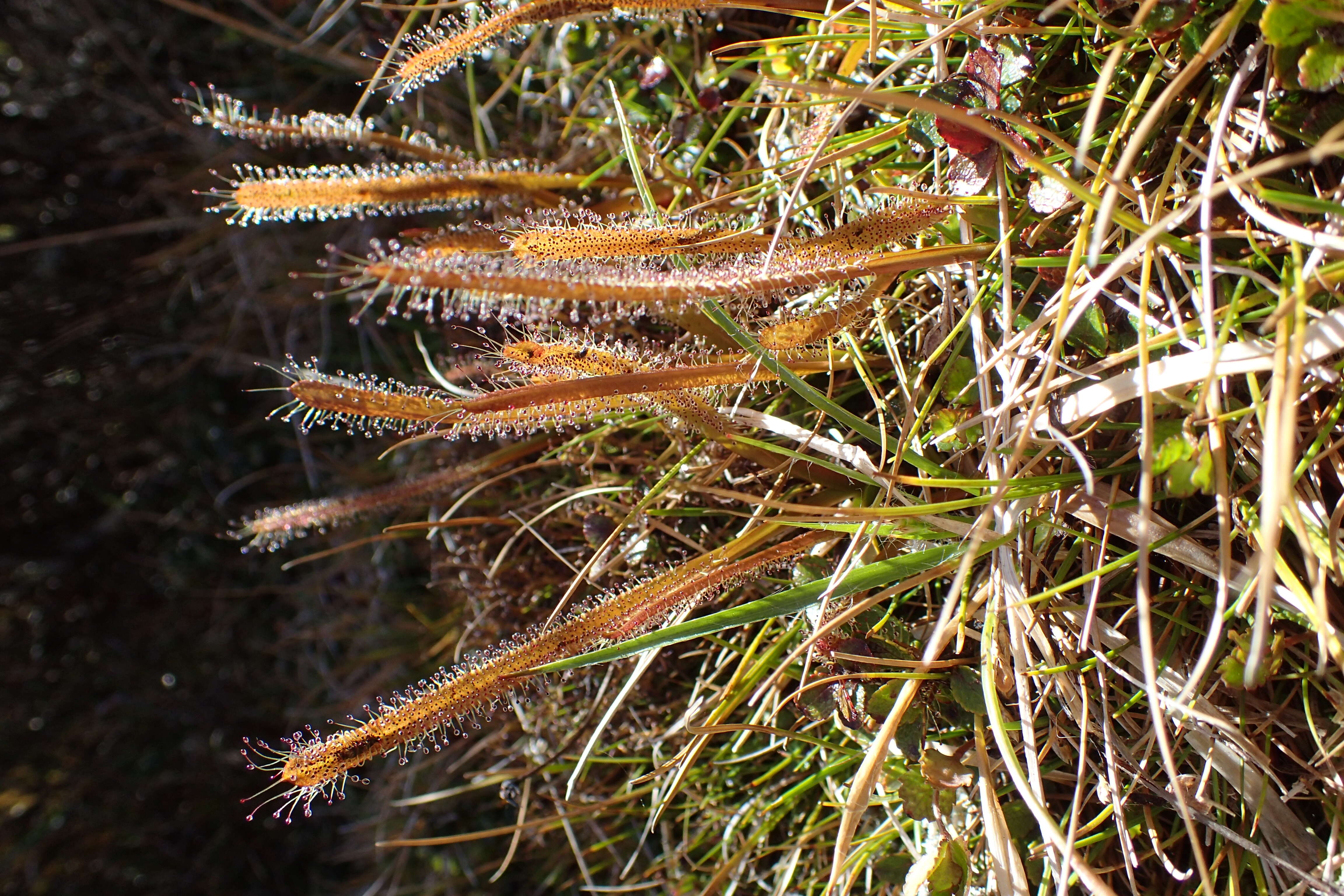 Image of Drosera arcturi Hook.