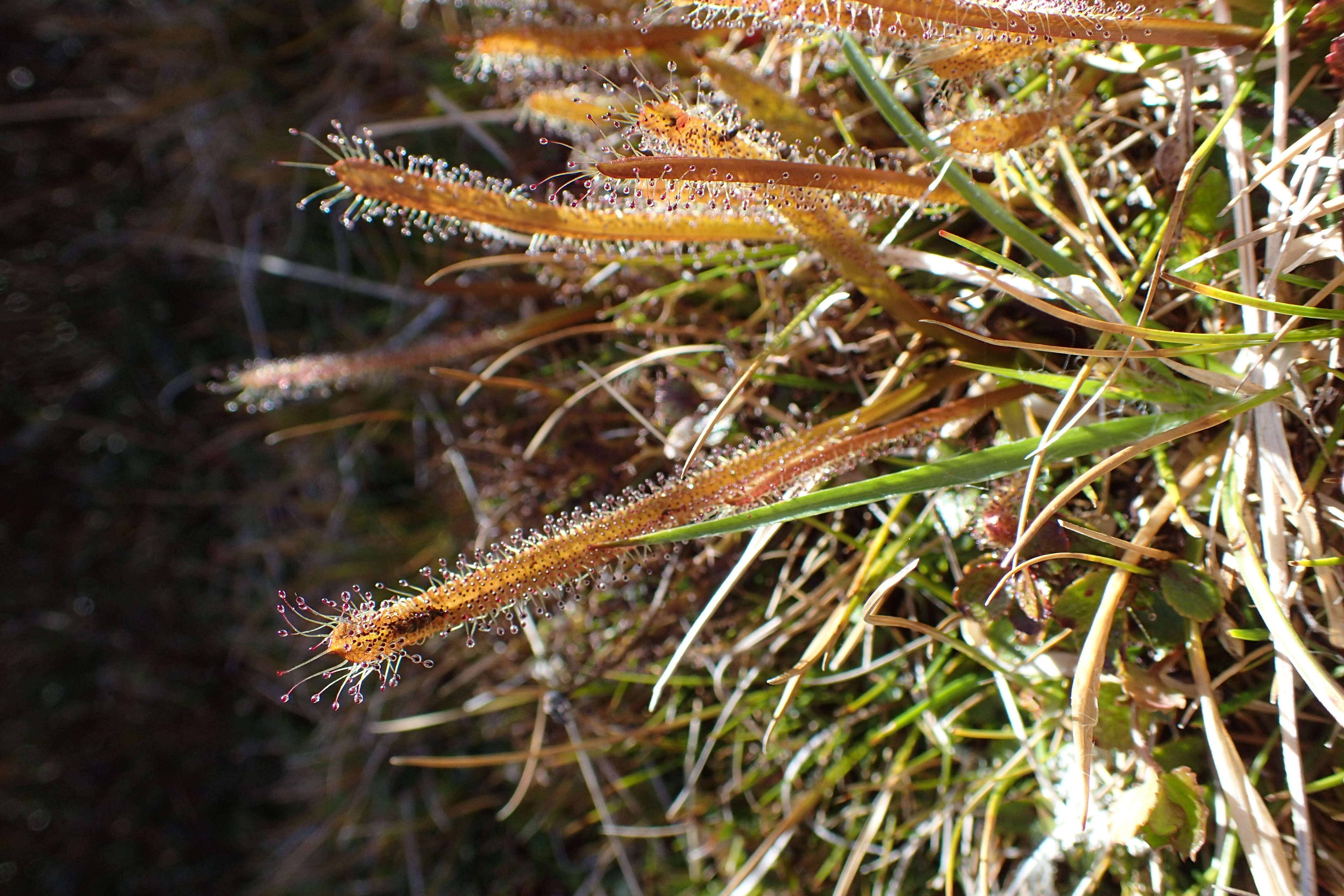 Image of Drosera arcturi Hook.