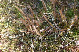 Image of Drosera arcturi Hook.