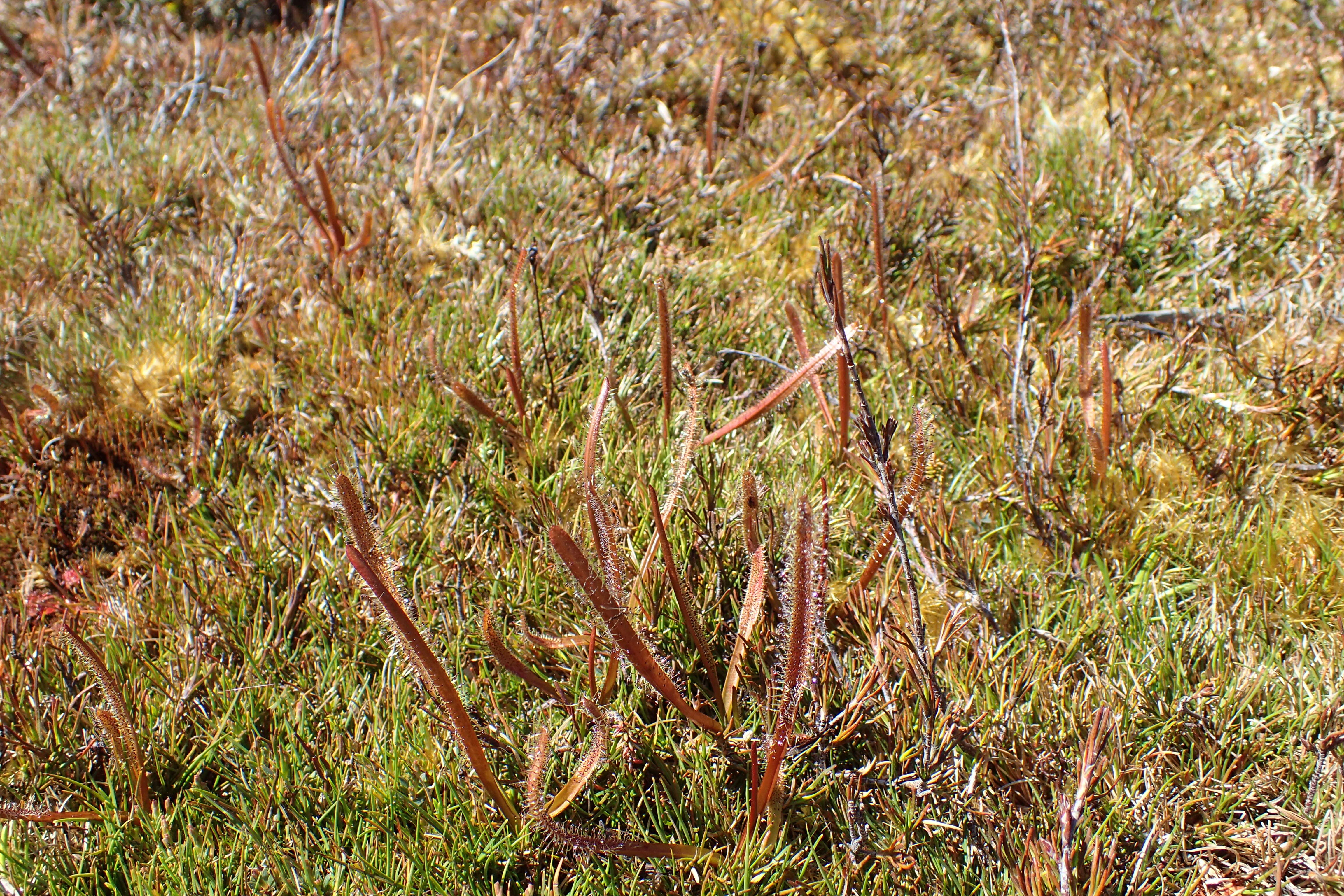 Image of Drosera arcturi Hook.