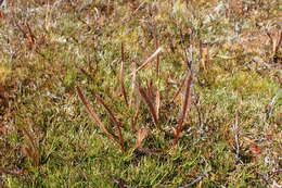 Image of Drosera arcturi Hook.