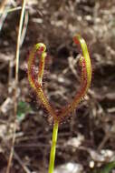 Image of Drosera binata Labill.