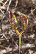 Image of Drosera binata Labill.