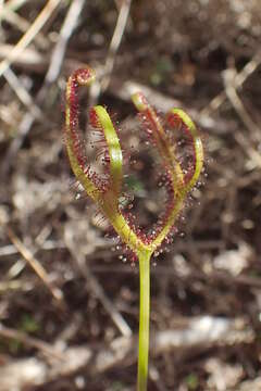 Image of Drosera binata Labill.