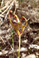 Image of Drosera binata Labill.