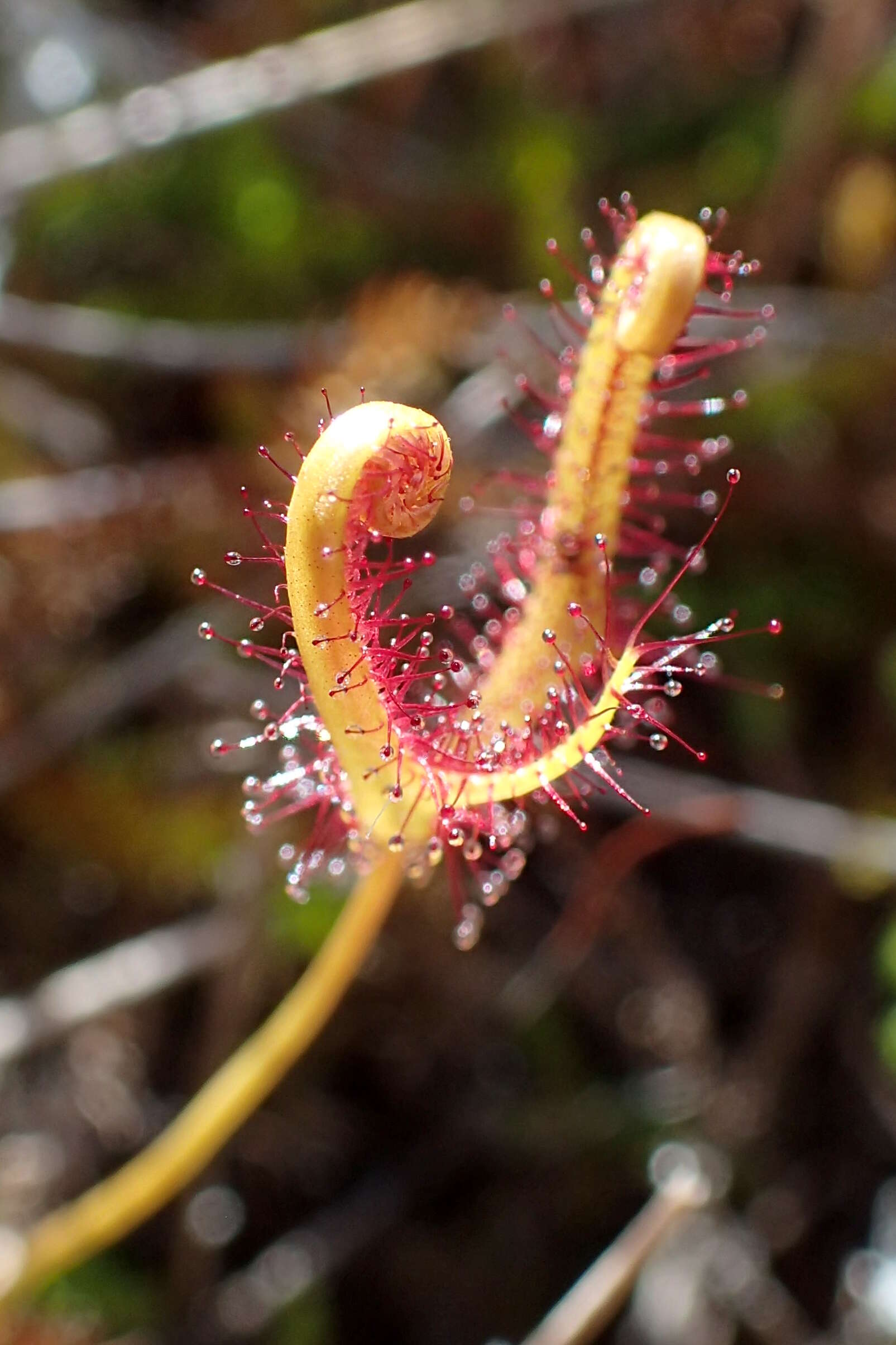 Image of Drosera binata Labill.