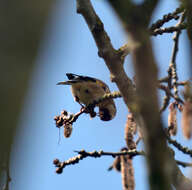 Image of European Goldfinch