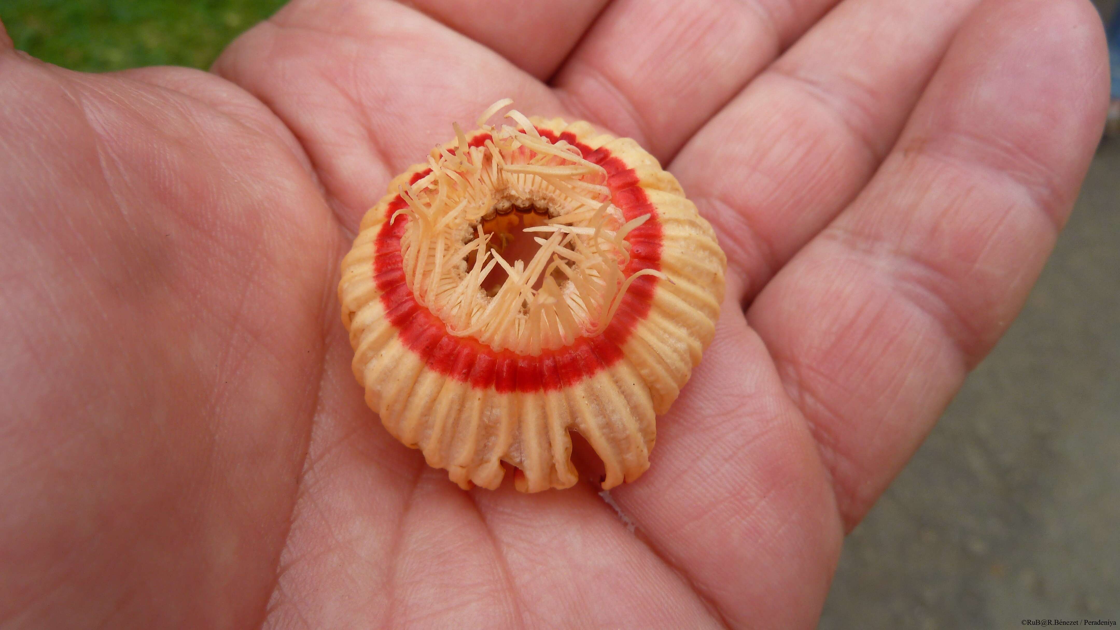 صورة Napoleonaea imperialis P. Beauv.