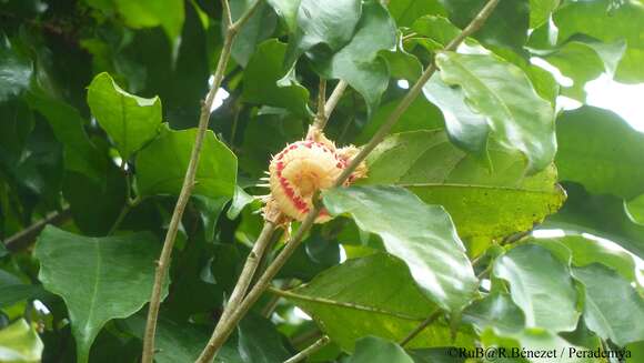 صورة Napoleonaea imperialis P. Beauv.