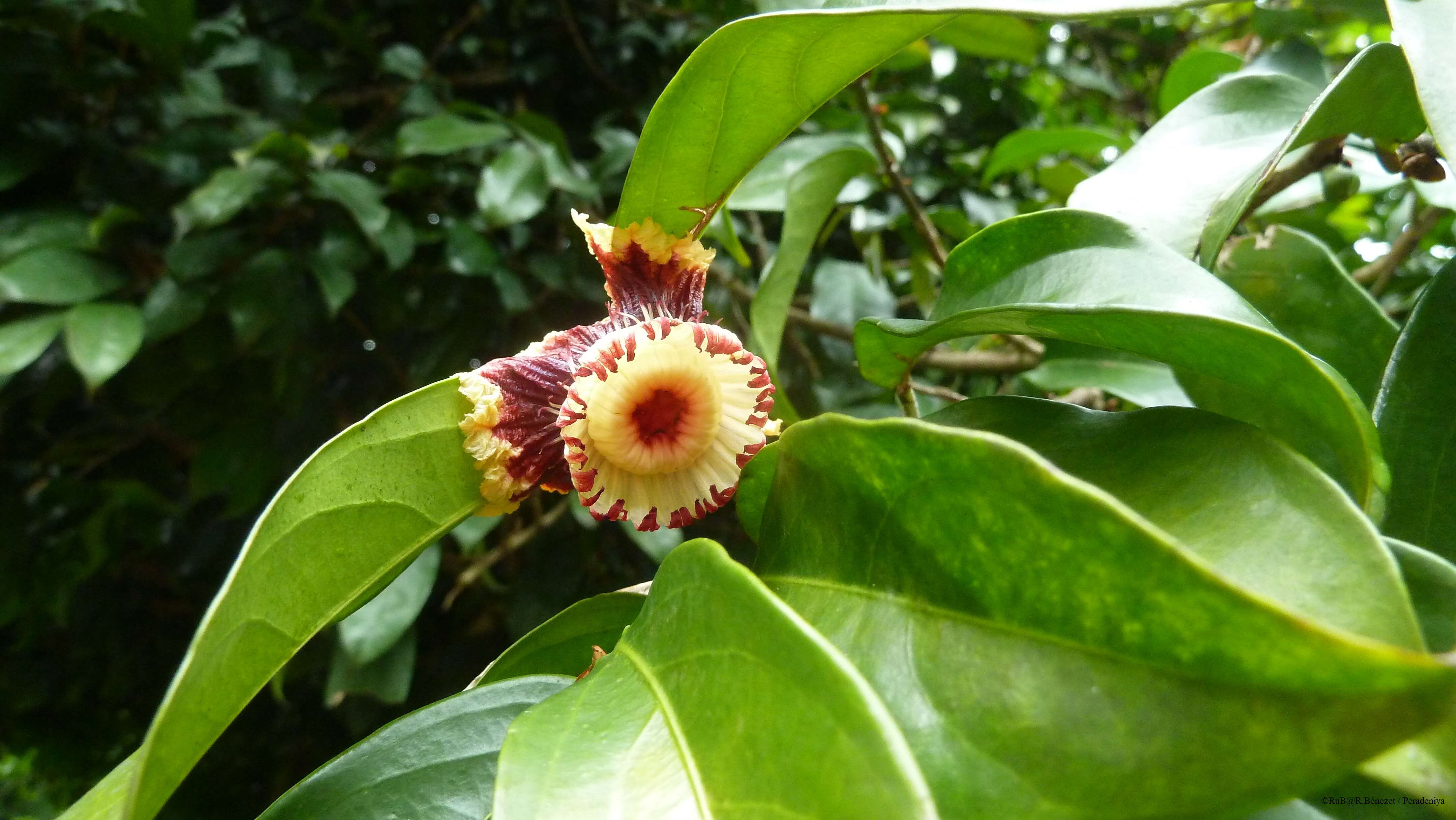 صورة Napoleonaea imperialis P. Beauv.