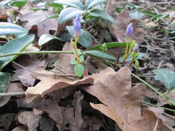 Image of Common Periwinkle